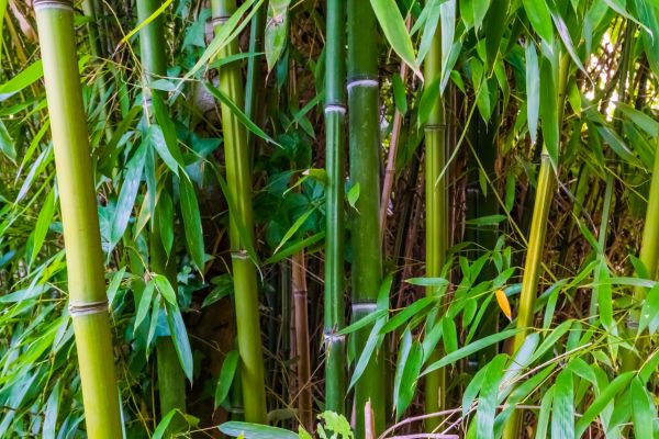 Bamboo Trimming in Orem
