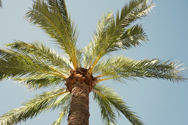 Cost of Palm Tree Pruning in Orem