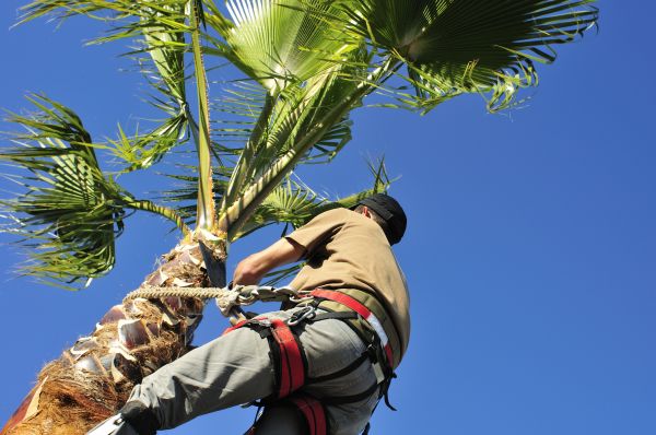 Cost of Palm Tree Trimming in Orem