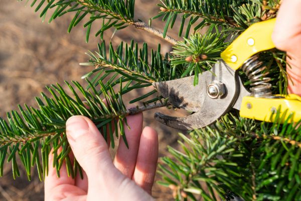 Pine Tree Pruning in Orem
