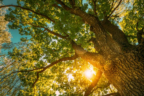 Cost of Oak Tree Pruning in Orem