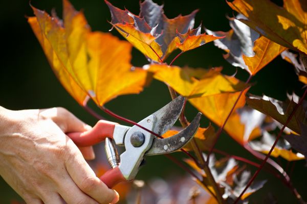 Cost of Maple Tree Pruning in Orem