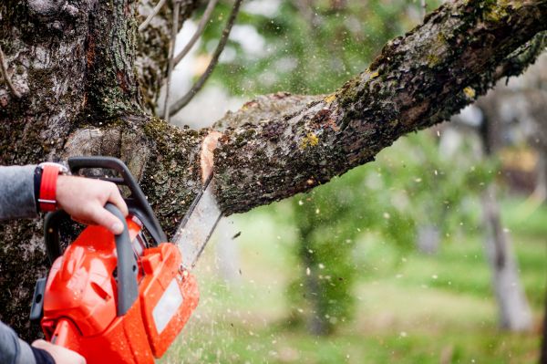 Cost of Tree Limbs Removal in Orem