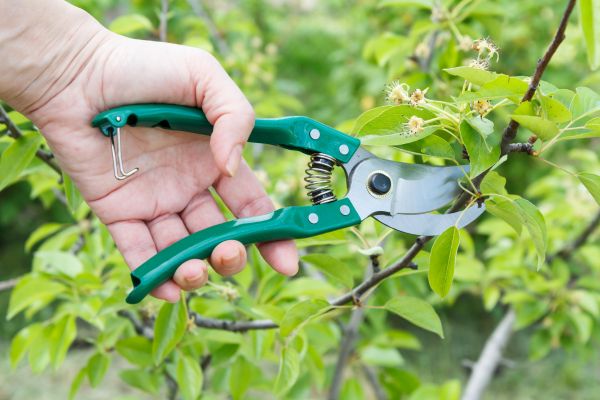 Cost of Pear Tree Pruning in Orem
