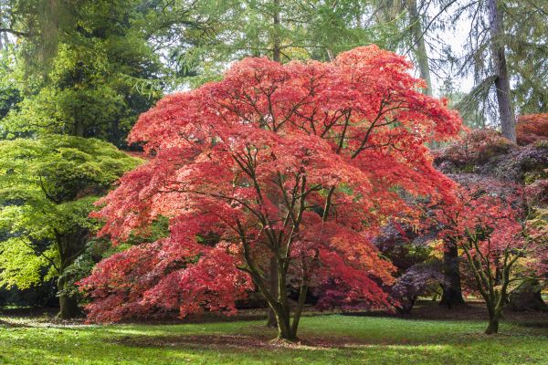 Cost of Japanese Maple Pruning in Orem