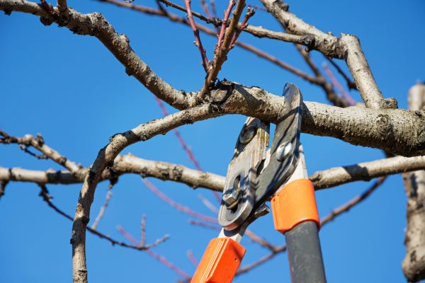 Cost of Peach Tree Trimming in Orem