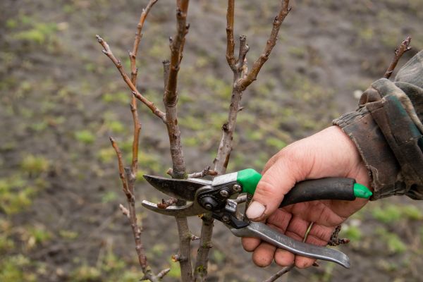 Cost of Pear Trees Pruning in Orem