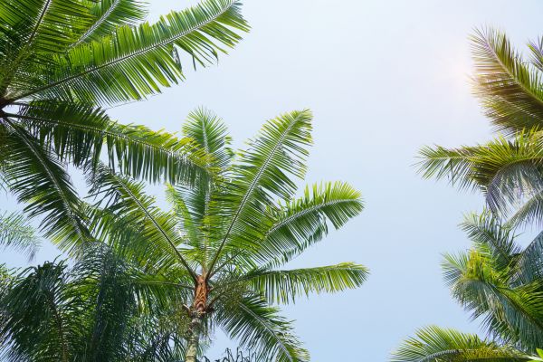 Queen Palm Tree Trimming in Orem