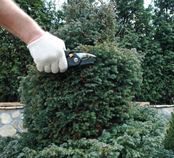 Ornamental Tree Trimming in Orem