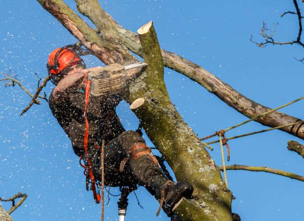 Cost of Tree Trimming Service in Orem