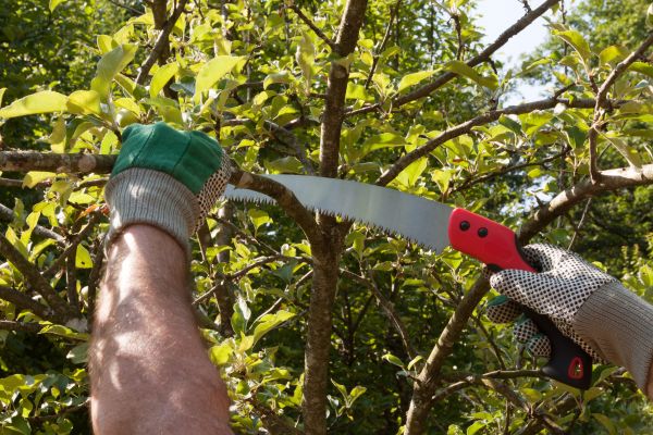 Cost of Apple Tree Trimming in Orem