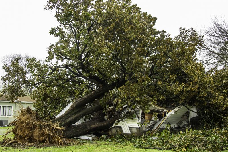 Storm Damage Tree Down