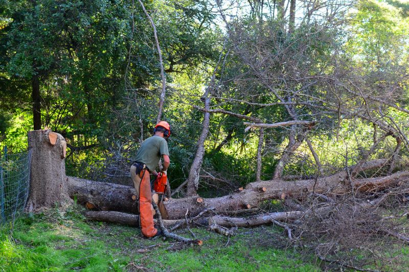 Tree Lopping Service detail