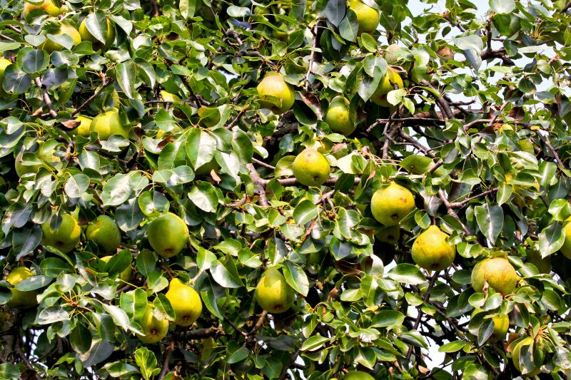 Pear Trees Pruning