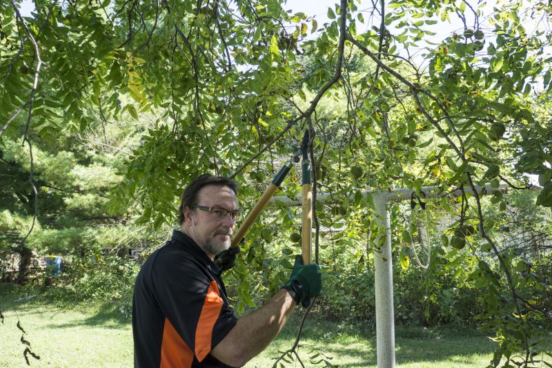Tree Lopping Service
