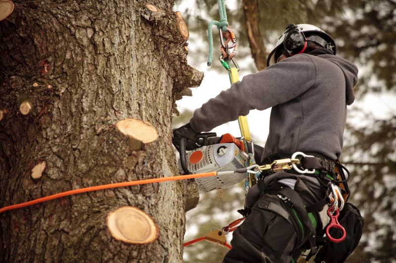 Expert Tree Pruning