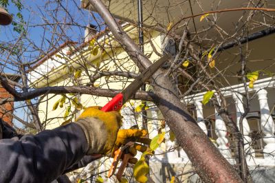 Structural Tree Care