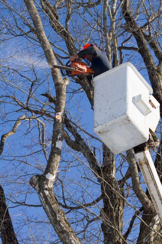 Tree Trimming Crew at Work