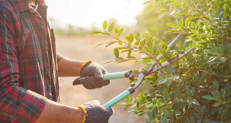 Pruning Tools in Use